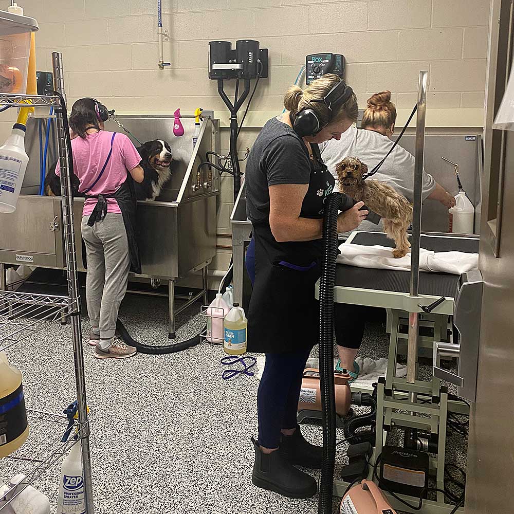 dog grooming class