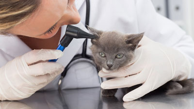 Vet Tech